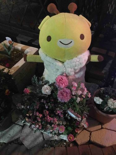 おたねさんだよ^_^
夜のお花見、そよ風に吹かれて素敵なの。