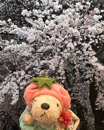 おはなみ🌸🌙*ﾟ