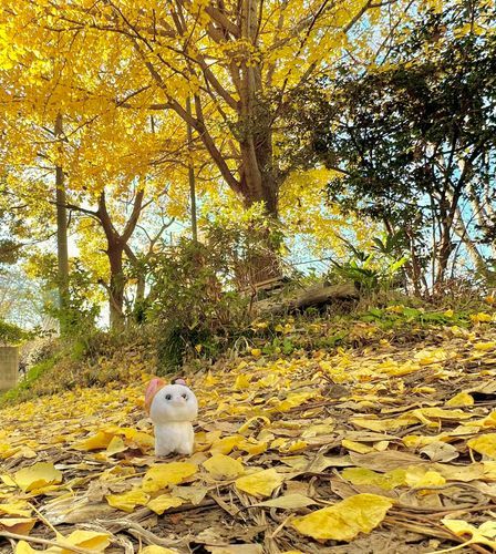 庭のイチョーーー！うちはギンナンが出来ないから臭くならないんだって！