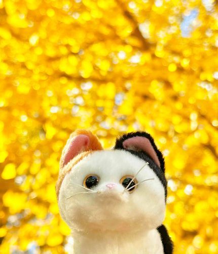 写真見返してたけどこれ三角チョコパイのCMみたいだなぁ