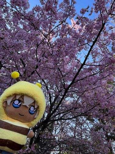 お花見してきました！🌸