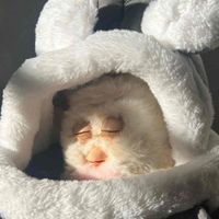 おかゆごはん