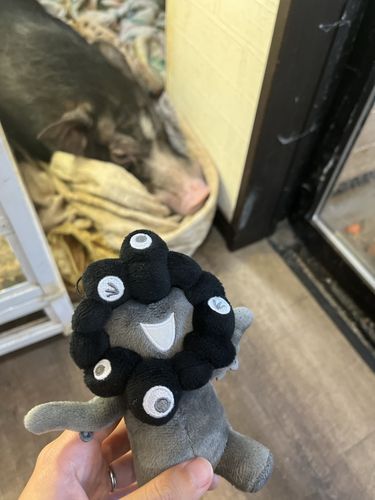 はちゅうるいかふぇにきたみゃく。
まいくろぶたがおでむかえしてくれてかわいかったみゃく。