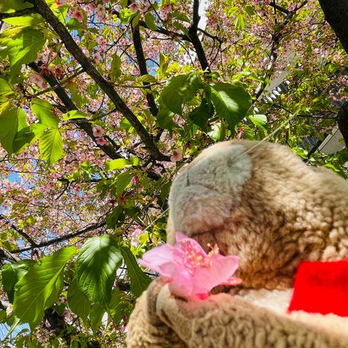 桜🌸、河津桜はもう葉桜だぜ…