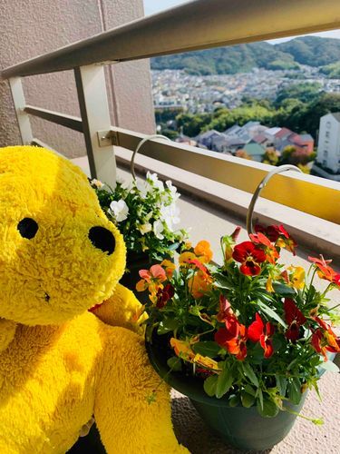 ぼくのおうちにも
ビオラのおはな！

ベランダはおひさまポカポカで、ひなたぼっこびよりだなぁ☆