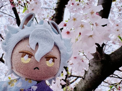 おはなみしてきたぞ