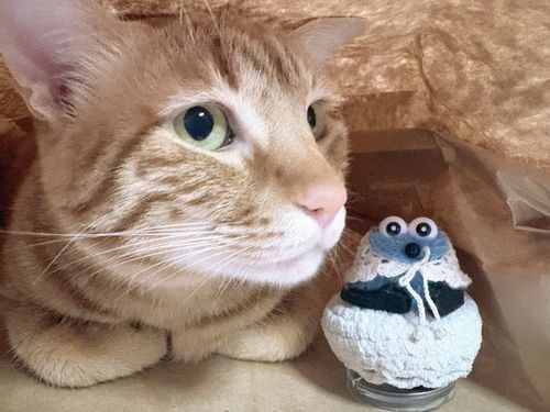 🐈‎🤍‪‪𓂃 𓈒𓏸
猫さんのお家 ( 紙袋 ) にお邪魔したよ♪
