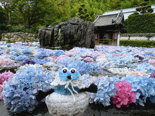 💠‎🤍𓂃𓈒𓏸
紫陽花の花手水を見に行ったよ ♪
色んな色があって綺麗だね !