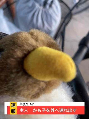 みて😂　そくほうみたいな画像つくれるでち！ふわもこSNSと同じデベロッパのアプリでち！