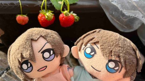 ことしも🍓ができてきたぜ〜