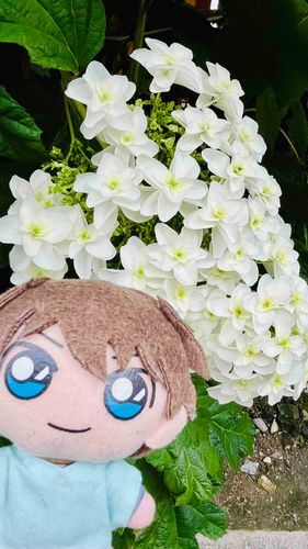 かいぬしはあじさいがすきなんだってよ〜