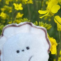 かきっち