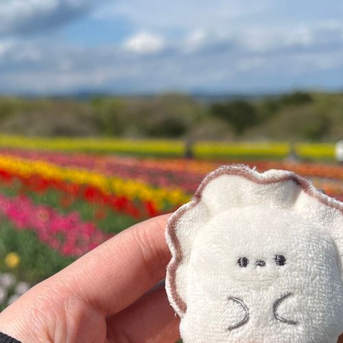 念願のSNSデビューです。よろしくお願いします。

写真は1年前のチューリップ畑🌷
また行きたいなぁと胸がﾌﾟﾙﾌﾟﾙします。