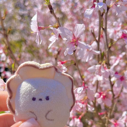 桜が満開で癒されました🌸