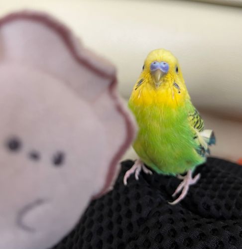 僕のピンボケが気になりますが可愛いのでOKです‎ᵔ-ᵔ
激長な爪もヌルッと切ってあげたいですね。