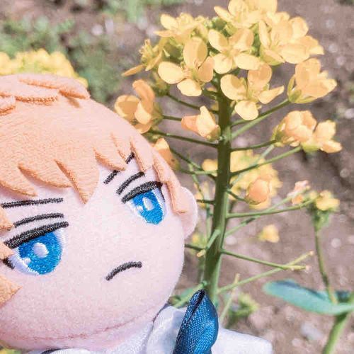 菜の花🌼🌼食べられるね