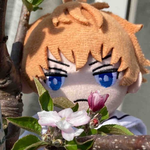 りんごの花が咲いたぞ🍎🌸