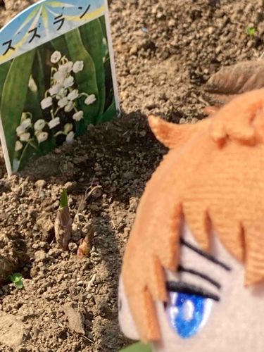 大きくなってるな🌷