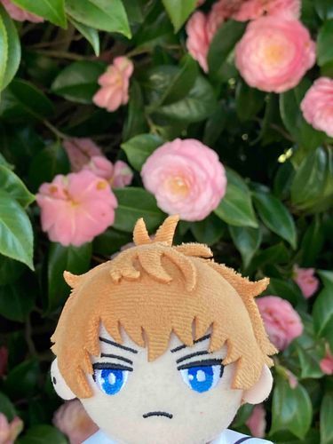 乙女椿だ🌺