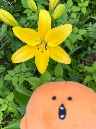 ゆり咲いたよ🌞🌞