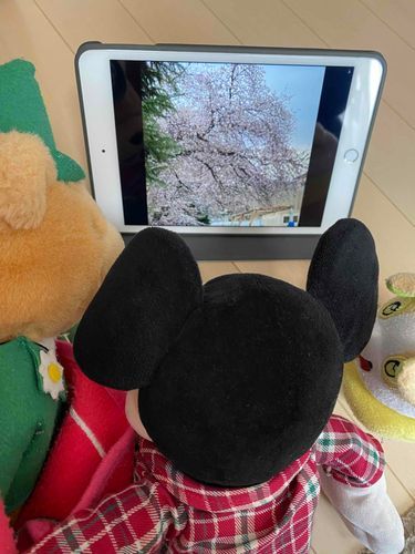 なかのひとがさくらがさいてるところの、
しゃしんをとってきてくれたから、くまくんにみせてるところ！！
これでなっとくしておきてくれるかなあ。
はやくいっしょにあそびたいんだけどな、、