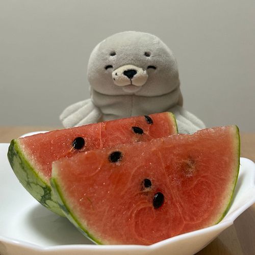 もんちゃん、スイカだよ。スイカ、もんちゃんだよ。
