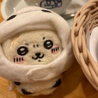 ラッコ先輩