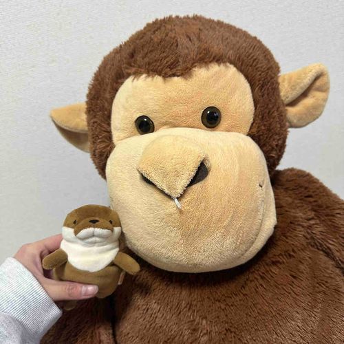 かいぬしが　だいじに　してる　でっかいお猿の　でっちゃんっす！　しろい鼻毛が　出てるっす
おこげも　仲良しなんすよ〜🥟