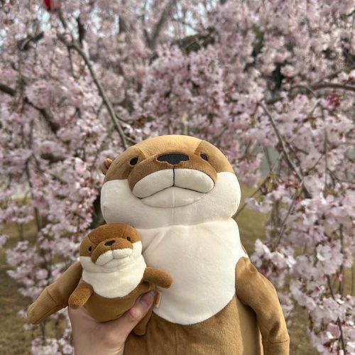 かいぬしの　おたんじょうびに　やってきた　でかカワウソの　あつあげっす！
どこ見てるんすか〜🌸📷