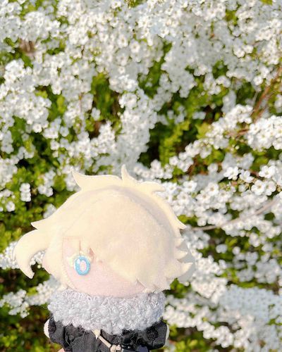 ユキヤナギが満開