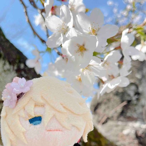 もちも初めてのサクラ