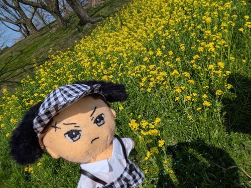 菜の花畑にて