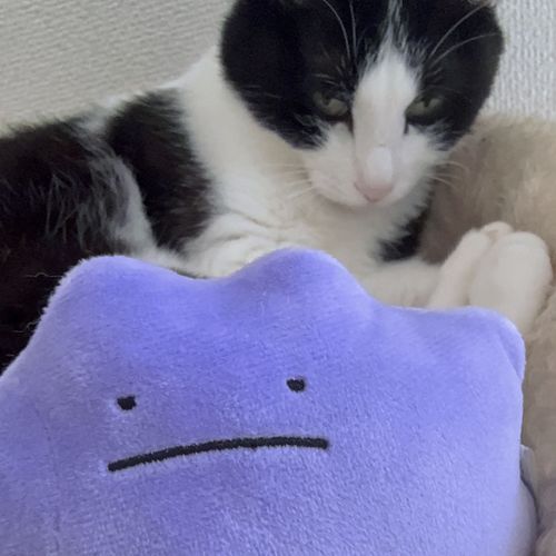 うちの猫と一緒に