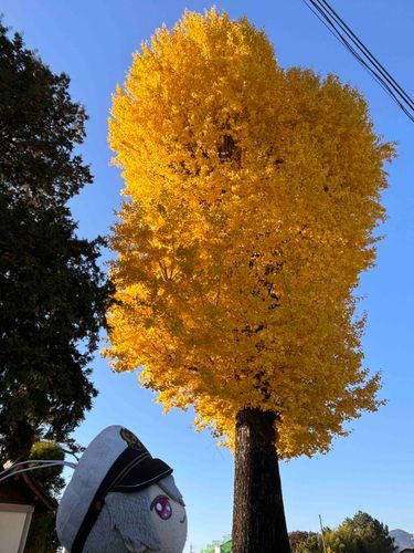 きれい。🌟