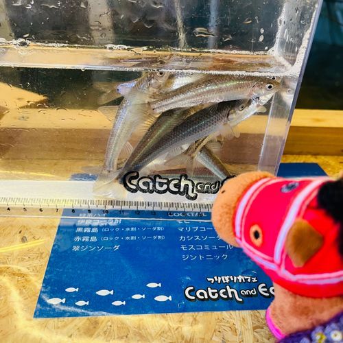 ｴﾊﾞが釣ったホンモロコでﾔﾝｸﾞ🐟