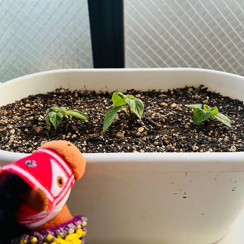 大葉をベランダで育て始めたでﾔﾝｸﾞ🌱飼い主夫が大葉だいすきだから食わせるでﾔﾝｸﾞ🌱