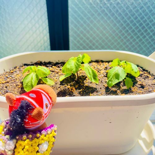 ちょこーっとずつ大きくなってきたでﾔﾝｸﾞ🌱