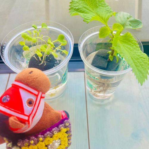 すこーしずつおおきくなってるでﾔﾝｸﾞ🌱右は間引きで抜いたけど可哀想で捨てられなくて水耕栽培に切り替えた大葉ちゃんでﾔﾝｸﾞ！
