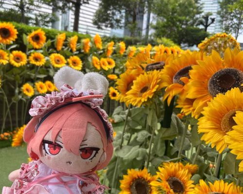 ひまわり