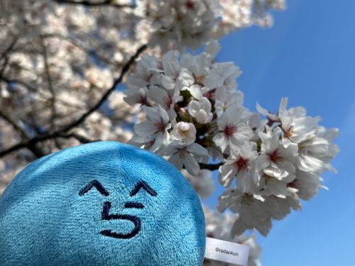 桜だよ
