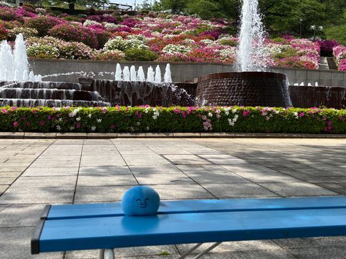 満開のツツジを見に来たよ