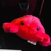 おこガニ