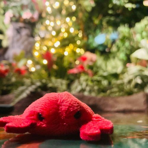 クリスマス　たのしみガニ　おこってないガニ