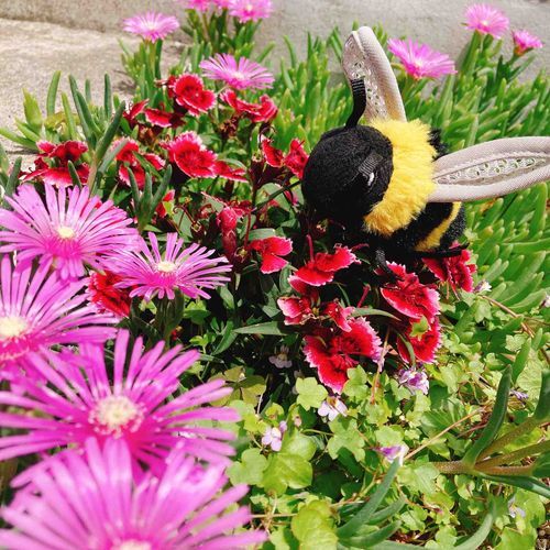 おはな🐝🌸