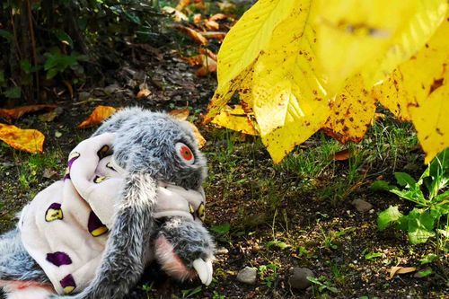 植物園に行ってきました🍁🍂
リリーちゃんも楽しそうに
目をキラキラしてたよ✨