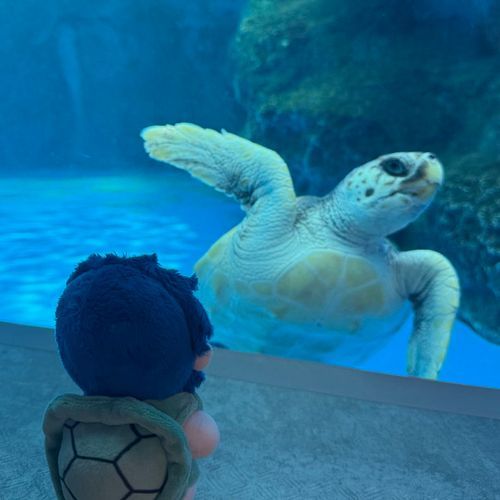 亀、っすねぇ〜