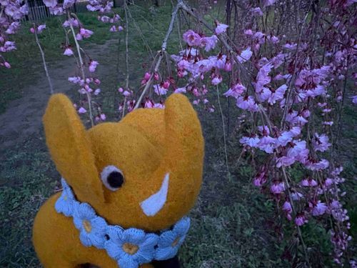 なまえはよしだ🐘🌼