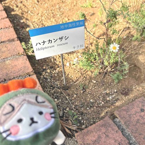 ハナのお友達見つけたのにゃん♩