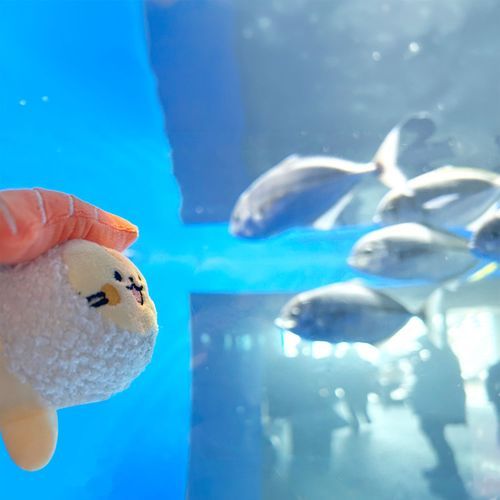 みんにゃは休日、ゆっくり過ごせたかにゃ？🐱🐟ｻｶﾆｬ

今週も一緒に頑張ろうにゃん！