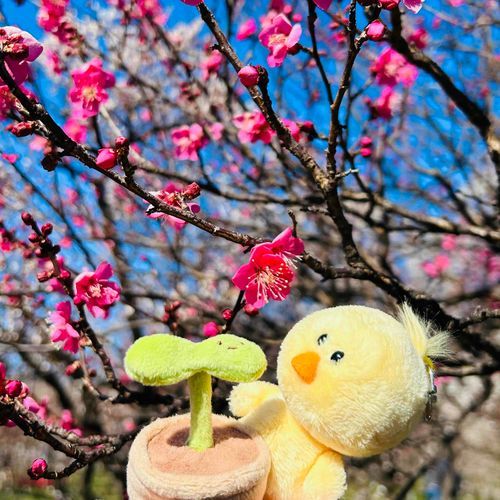 🌱梅が咲いてる！いい香り〜
🐥…これが…？あの梅干しに…？？？